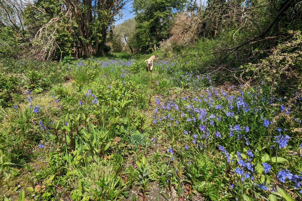 Bluebells